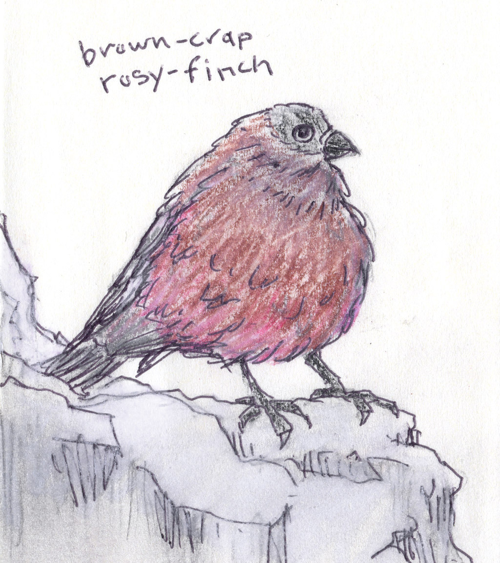 Field Guide to Dumb Birds of North America: Photo