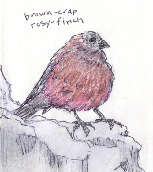Brown-Crap Rosy-FinchOne good thing about this bird is how small its territory is — limited to a sma