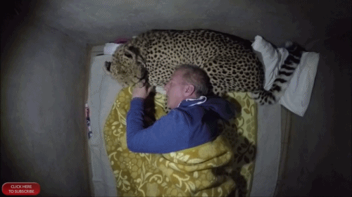 Man uses a live African cheetah as a pillow