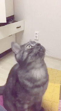 Cat GIF Central