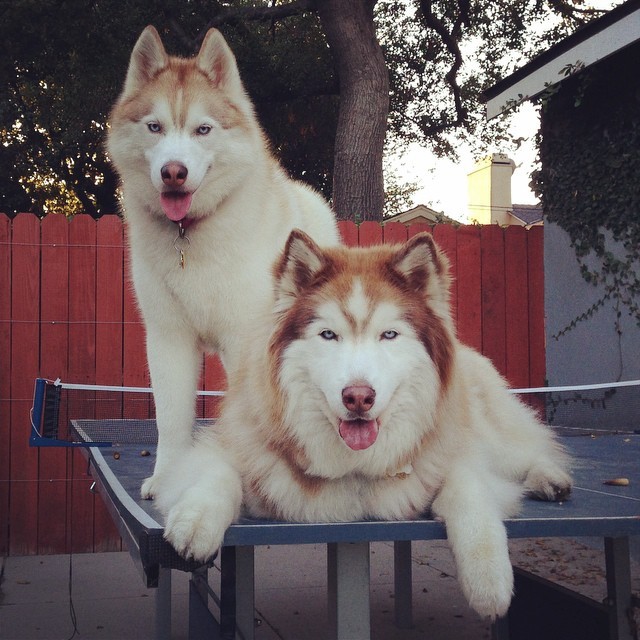 #bigherb n #lilnanz just hangin. #husky #huskies #huskygram #huskypage #huskyranch #huskylovers #huskynation #huskiesofinstagram #instahusky #siberianhusky #cali