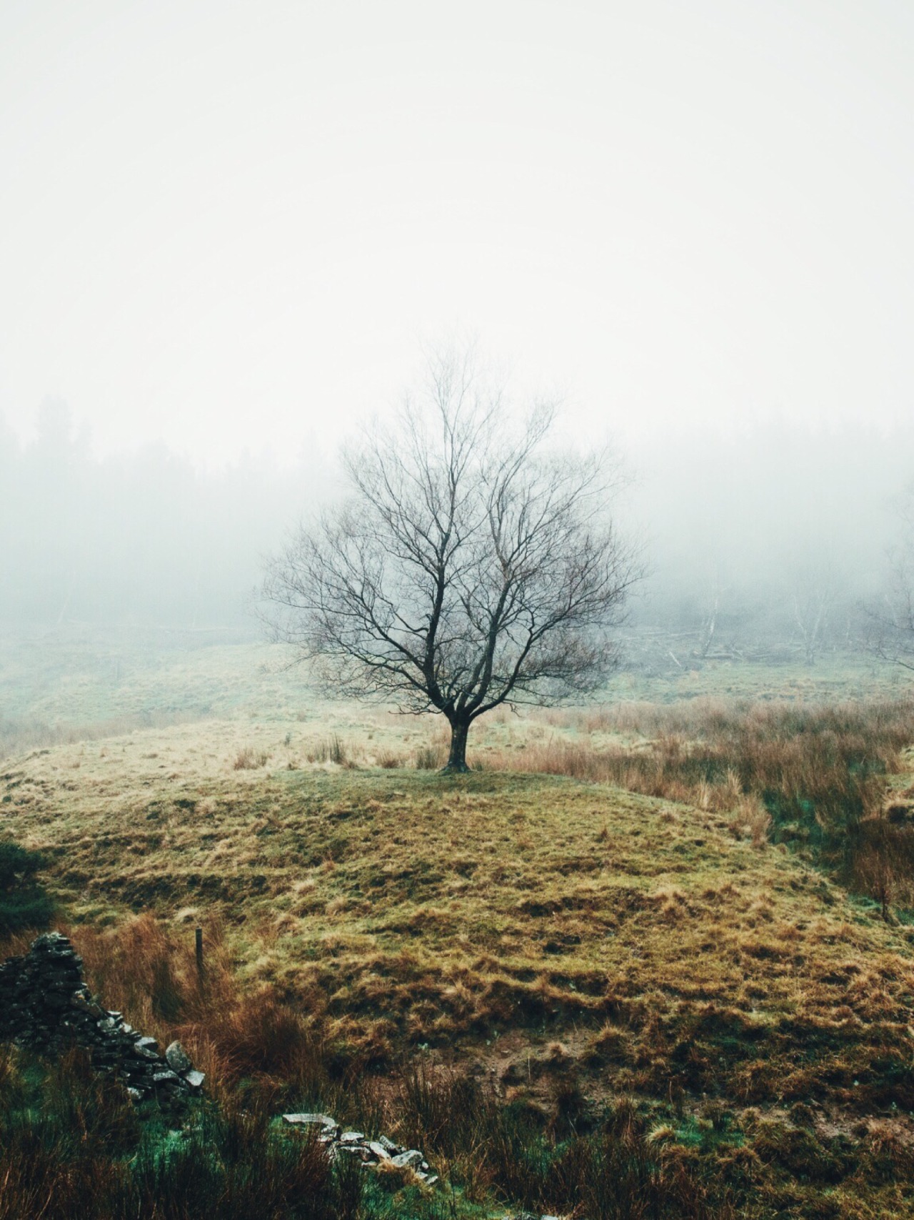 dpcphotography:  Hagg Farm, UK