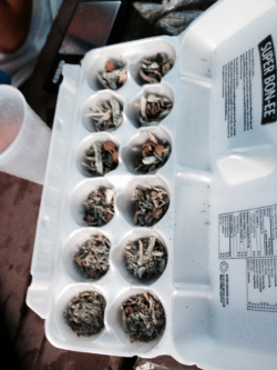 og-kush-in-my-eye-lids:  24 grams of shrooms 