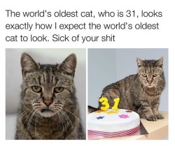 catstextposts:  lmao