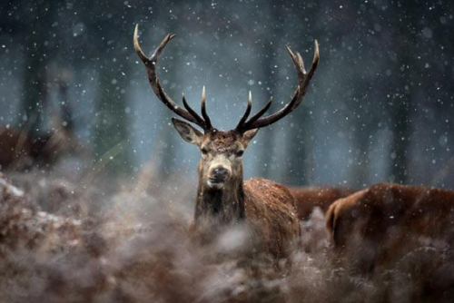 nubbsgalore: photos by dennis binda, mike segar, orsolya and erlend haarberg, roeselien ra