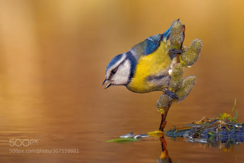 Blue tit in balance by tenchinage
