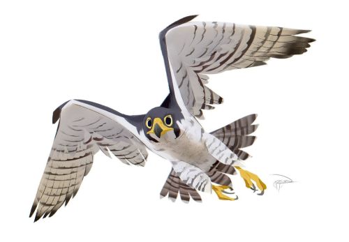 #peregrinefalcon #falcon #birdofprey #reference #timelapse #digitalart #artistsoninstagram w