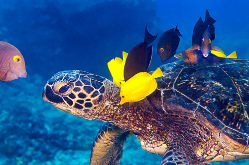 theanimalblog:  Green Sea Turtle Being Cleaned. Photos by Peter Liu Photography 