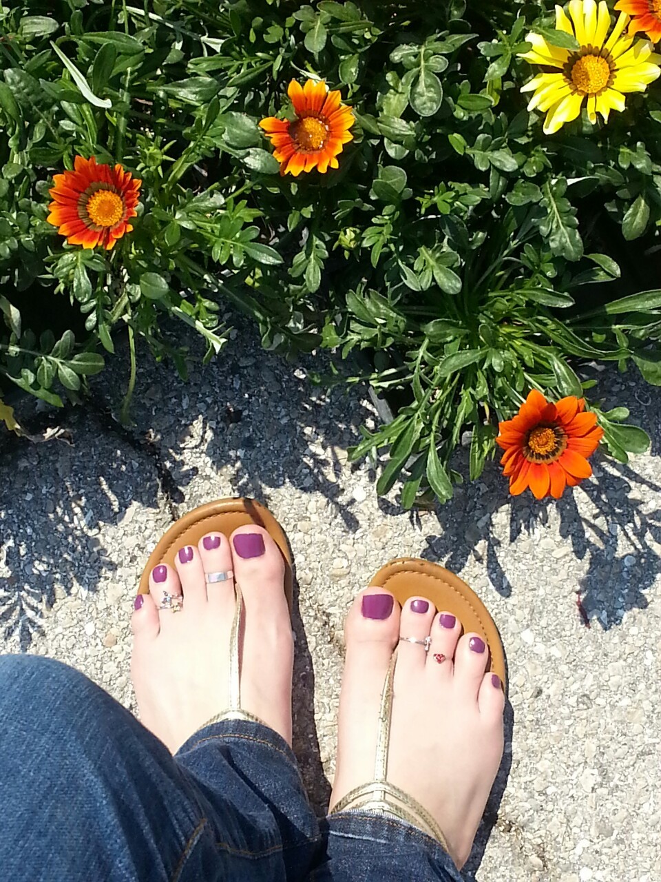 gonewithscarlett11:  Saw these pretty flowers in st.petersburg