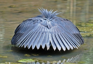 sycophantastic:  hannibunlecter:  sixpenceee:  The Black Heron imitates shelter and generates shade. This attracts the fish and makes them think that it’s safe when really it’s a trap.   Nightiiiiime  DAYTIIIIIIIIIIIME