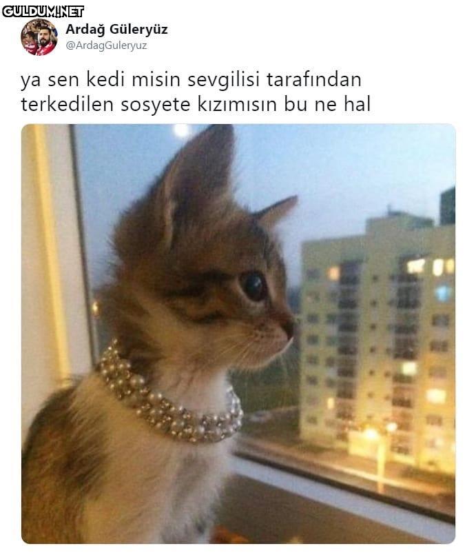 Ardağ Güleryüz...