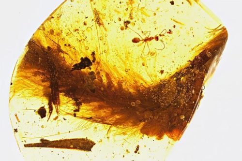 bobbycaputo:The First Dinosaur Tail Discovered Is Preserved In Amber, 99 Million Years Old And Cover