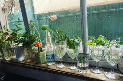 g-arden-wanderer:  Herbs in jars, to create more herbs for the farmers market in a few months! Big garden things happening! 