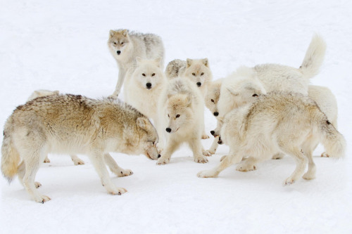 wolvenrealm:  Wolf Photography by Jim Cummings [500px] 