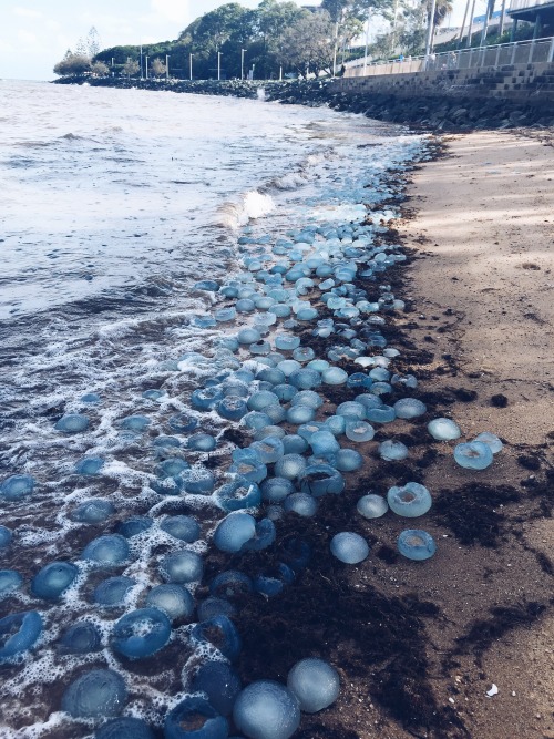onlyjimfromit:angryegyptiann:Dead Jellyfish at the beach today.this is tragically beautifulThere is 