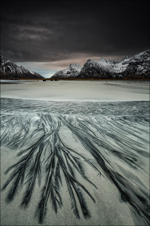 ponderation:  [ … veins ] by D-P Photography  