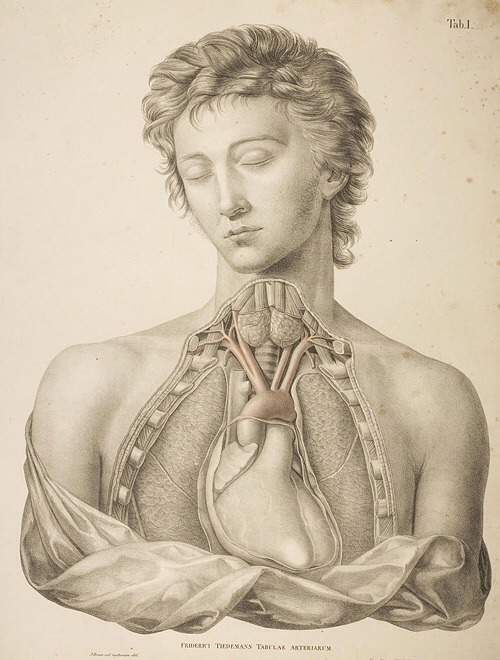 design-is-fine:Friedrich Tiedemann, Tabulae arteriarum corporis humani, 1822. Depictions of the arte