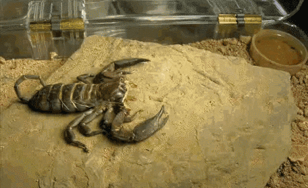 congenitaldisease: A scorpion molting. Scorpions molt approximately six times throughout their life.