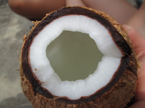 tropiccaal:coconut water is soo good