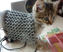 its-a-cat-world:Off to battle.