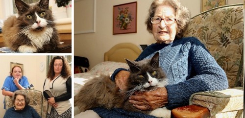 Emotional reunion after cat tracks down owner who moved to nursing home If home is where your heart 