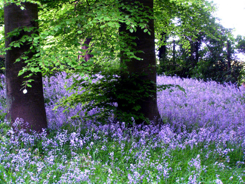 tulipnight: Bluebell Wood by Cathy