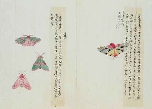 XXX frenchtwist:  Lepidoptera by Keisuke Ito, photo