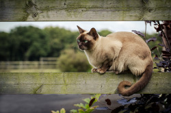 mostlycatsmostly:  On Guard (by wgrad)