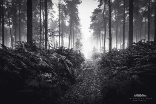 freddie-photography:  Autumn Forests of the United Kingdom Photographed By Frederick Ardley 