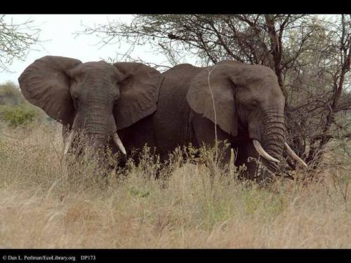 The Social Side of Male African ElephantsThe social relationships between female elephants is relati
