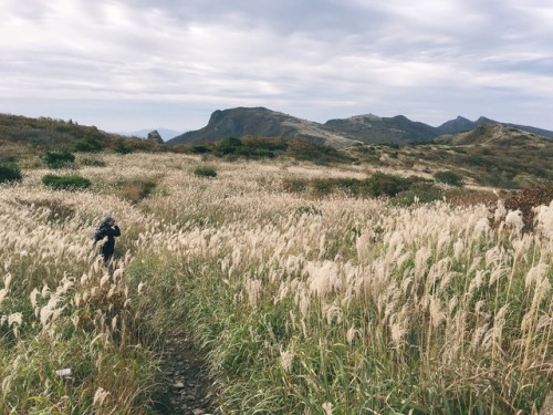 iPhone snap of silvergrass fields, Mt. Sinbulsan, Ulju-gun, Ulsan.