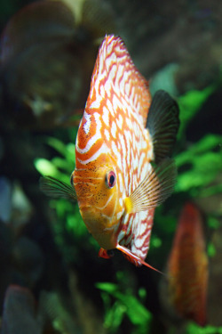 izzy-the-fish-girl:  Amazonian discus ~by