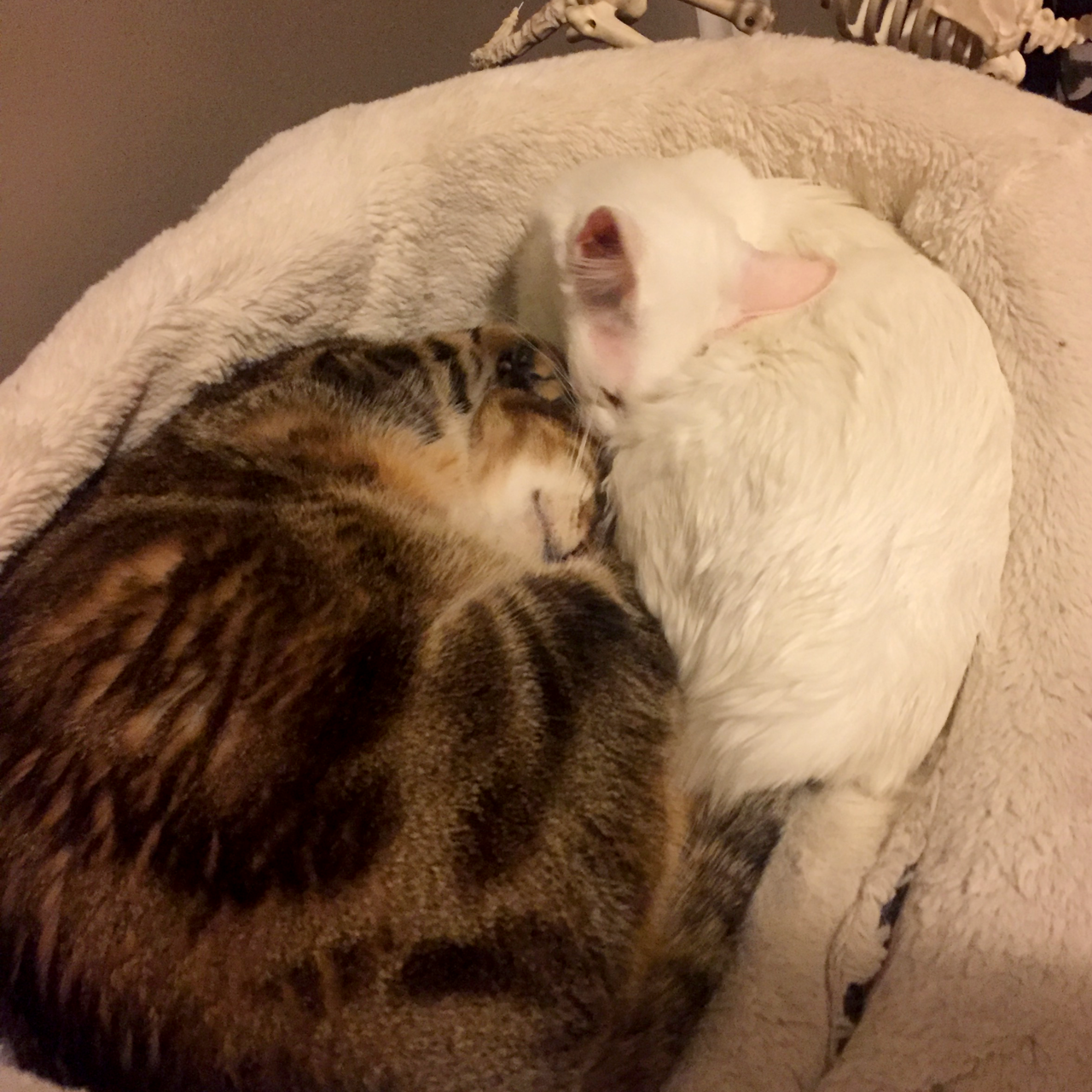 pangur-and-grim:  pangur-and-grim:  pangur-and-grim: Grim……. that’s selfish……