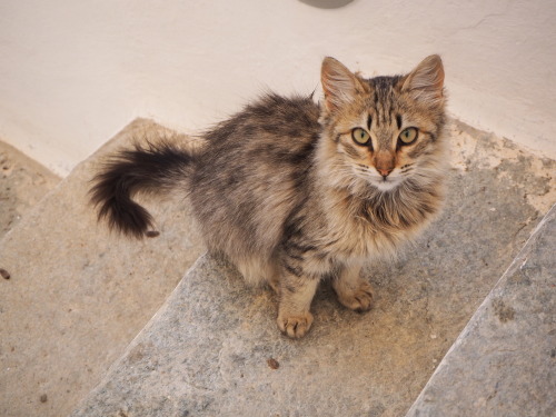 juliahoskins: Cats of Tinos.  Greece.