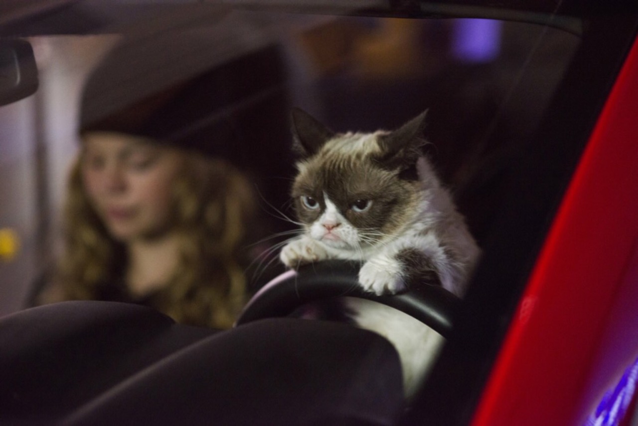 Watch Grumpy Cat's #WorstChristmasEver today on @lifetimetv at 2pm. It will be terrible....