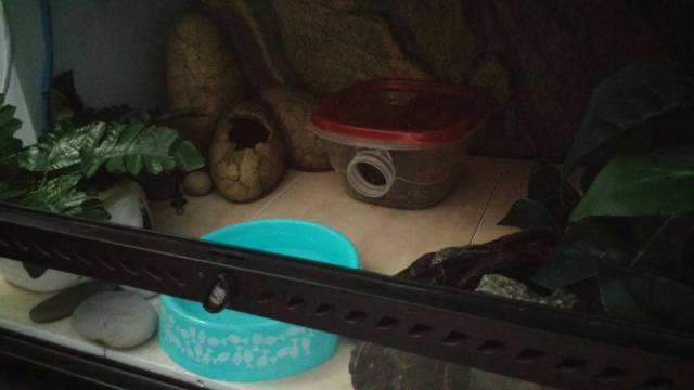 #tank cleaning on Tumblr How To Clean A Reptile Tank With Vinegar