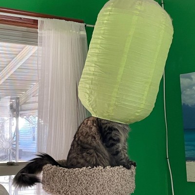 catasters: