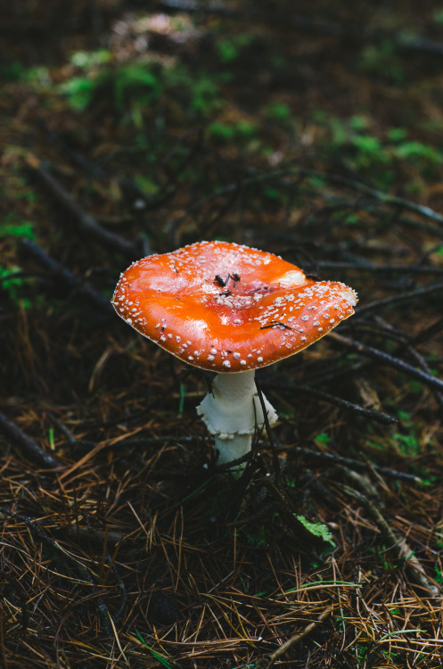 Fly Agaric (Amanita muscaria)