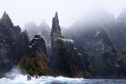 allthingseurope:  Little Skellig, Ireland