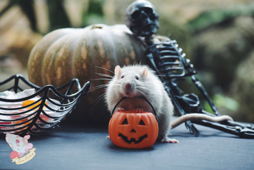 lunarodents:Trick or Treat
