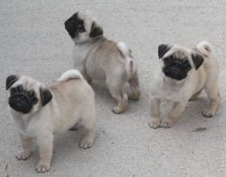 pugs:  1 pug, 2 pug, 3 pug….