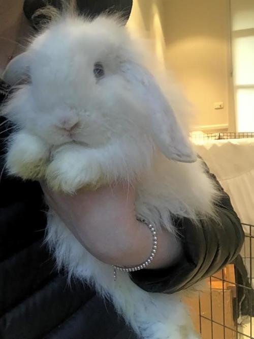 rabbitsoverload:Nimbus honestly is a huge cuddle bug