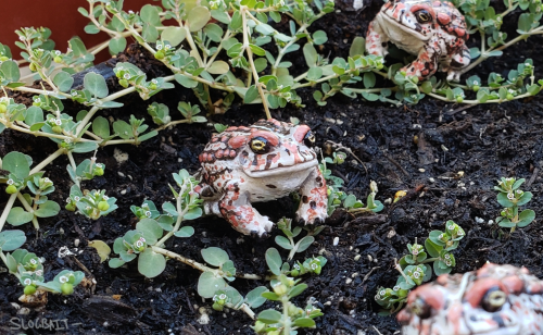 Tiny Amargosa Toads are now available in limited quantities in my shop! These guys took a second to 