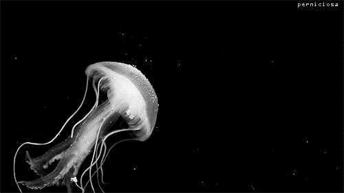 thatscienceguy:  Jellyfish have been found in every ocean, from the surface to the