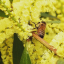 kindlikehoney