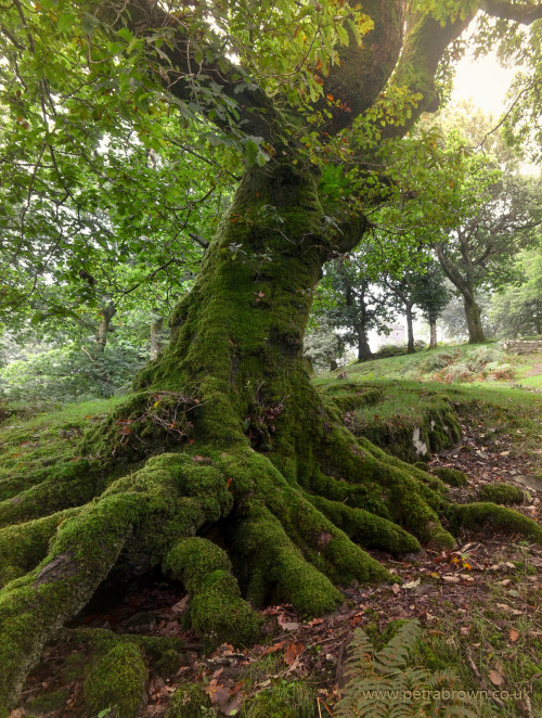 mydododied:Mossy roots