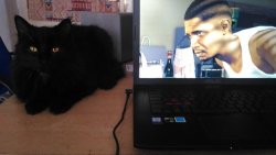 Haha just found this picture on my laptop as the black main character from WatchDogs 2 stare at my kitty&hellip; WatchCats 2 xD #lmao https://t.co/gb3jN3YkMM