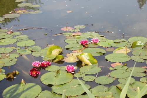#Poland, #Krasiczyn #Castle, Water lilies on the castle’s pond#Zamek Krasiczyn, lilie wodne na