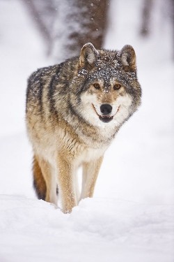 wonderous-world:  Frostbite by Stephen Oachs