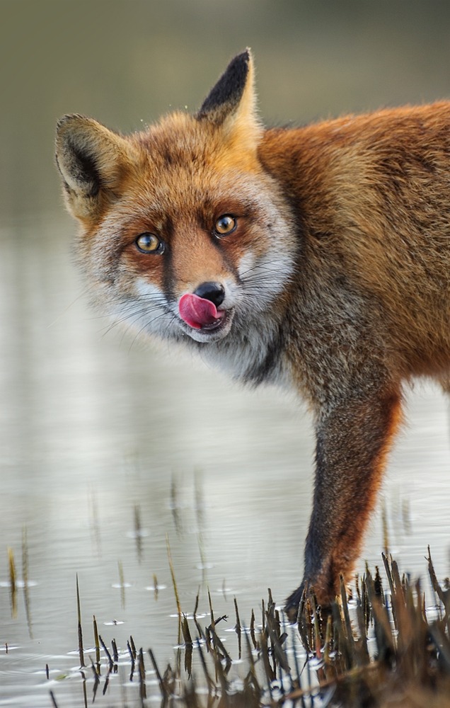 beautiful-wildlife:  Cold Feet by Niklas Banowski